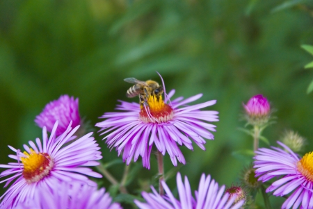 Purple Flower with waspの写真素材