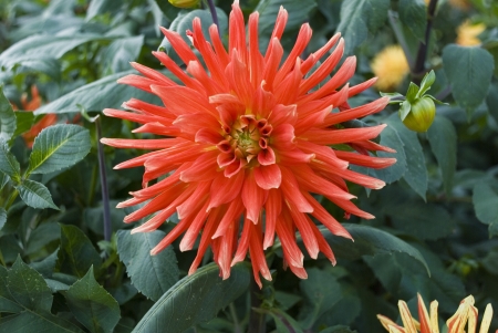 Orange Dahliaの写真素材