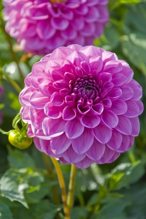 Purple Dahliasの写真素材
