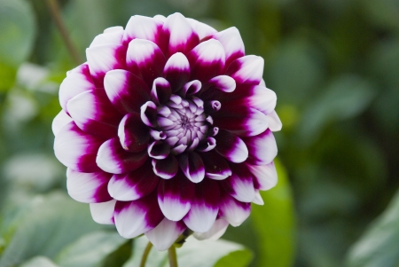 White-Red Dahliaの写真素材