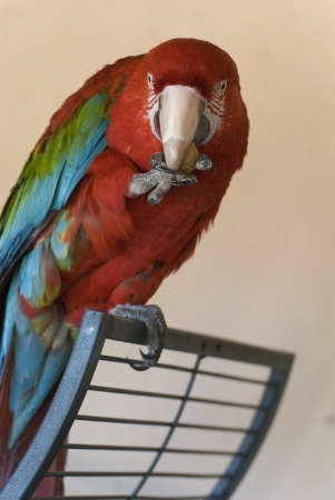 Parrotの写真素材