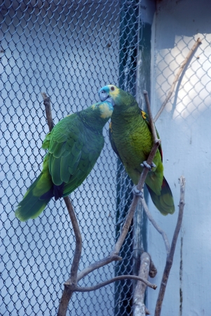 Kissing parrotsの写真素材