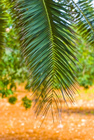 palm-leafの写真素材
