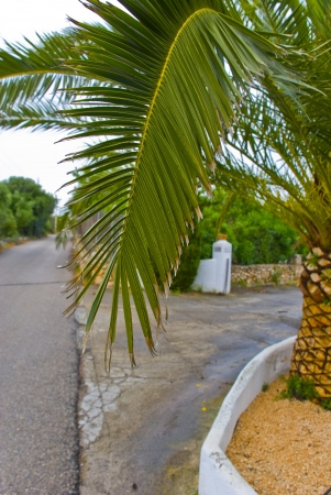 palm-leafの写真素材