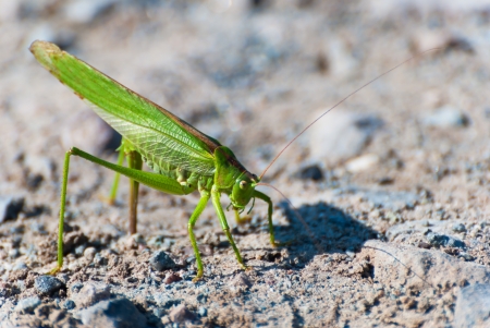 Grasshopperの写真素材