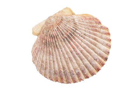 seashell isolated on white background