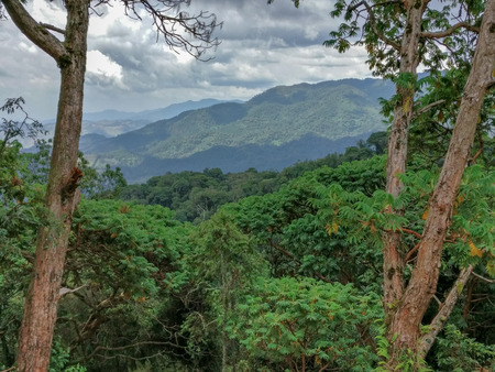 Rain forest, rwanda, Africaの写真素材