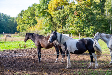 Three horses standing on a meadow during summer with forest in backgroundの写真素材