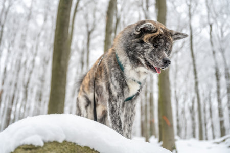 Akita inu dog with gray fur standing on a rock in the forest during winter with lots of snowの写真素材