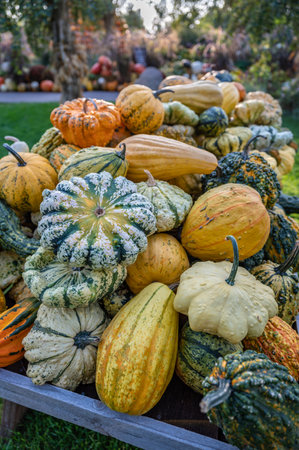 Lots of colorful pumpkins ornamental gourds on a table outdoors for sale at a farm during Octoberの写真素材