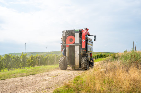 Grape harvest machine on an agricultural path during September next to vine plants on a vineyard, rear viewの写真素材