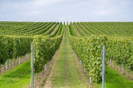 Vine plants growing in a row end of September at harvest season, planted on a vineyard in Mainz, Zornheim, Germany, view from valleyの写真素材