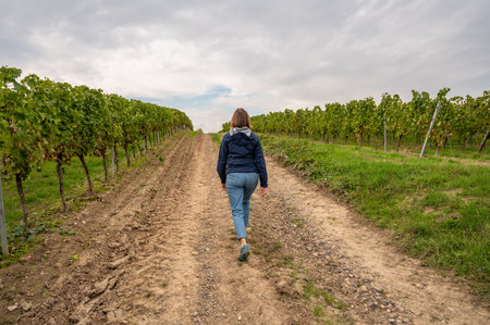 Woman with long brown hair and blue jacket is walking on an agricultural path in-between vine plants on a vineyard, rear viewの写真素材