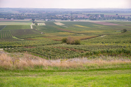 View of a vineyard with lots of vine plants landscape during harvest season in September, Mainz...