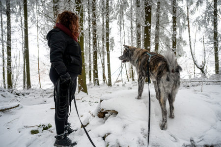 Akita inu dog with gray and orange fur is climbing on a rock in the forest during winter with lots...