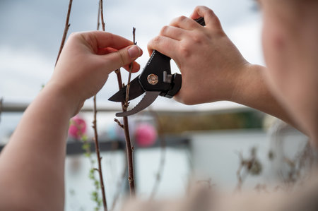 Close-up woman cutting branch of a tree on the balcony with a secateurs, rear view
