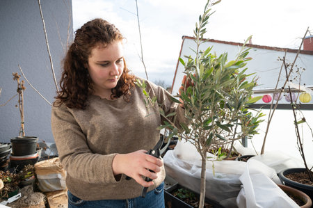 Woman with brown curly hair is cutting an olive tree for the summer season with a secateurs on a...