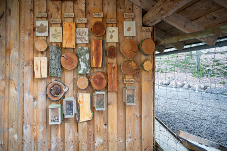 Cut tree trunks of different German forest tree varieties hang on a wooden wall as a decoration for children to learn fromの写真素材