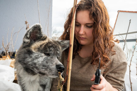 Akita inu dog with gray fur is smelling at a vine plant while his female master with brown curly...