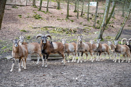 Group of billy goats and goats standing outdoors in a row, looking at camera at Brudergrund Wildlife Park, Erbach, Germanyの写真素材