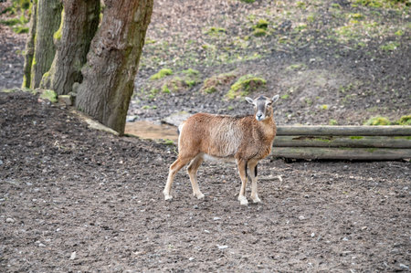 Single goat standing on top of a hill and looking at the view, wildlife park Brudergrund, Erbach, Germanyの写真素材