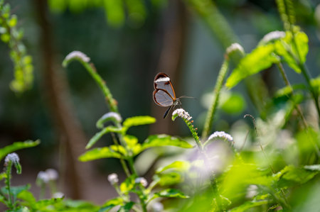 Butterfly between green exotic plants at Botanical garden in Aarhus, Denmarkの写真素材