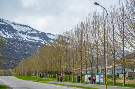 Beautiful avenue with trees in a row at Seydisfjordur, Iceland, lots of people on path next to the street, snow mountain in the backgroundの写真素材