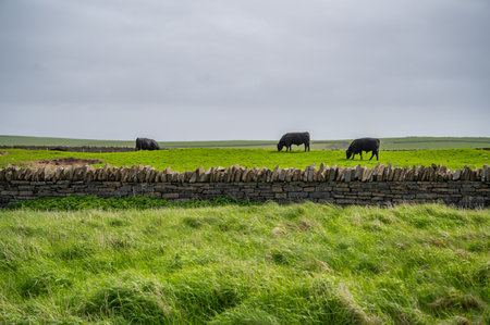 Black cows in front of a farm at Orkney Island grazing on a meadow, old stone wall in front, Kirkwall, Scotlandの写真素材