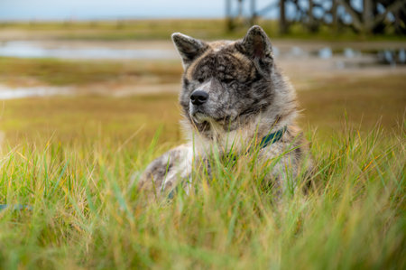 Akita Inu with gray fur resting in the grass, sitting on a meadow at the north sea, germany, horizontal shotの写真素材