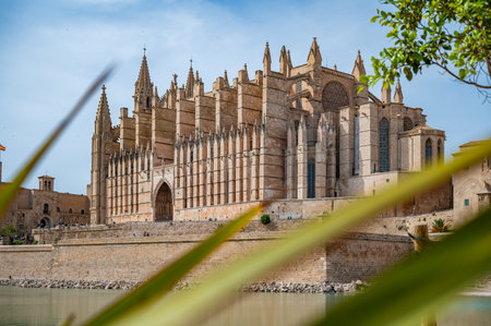 La seu historic Cathedrale Mallorca, side view with palm leaves in front, Palma de Mallorcaの写真素材