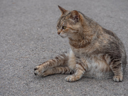 A tabby cat sits calmly on a paved surface, gazing off to the side with a relaxed expressionの写真素材