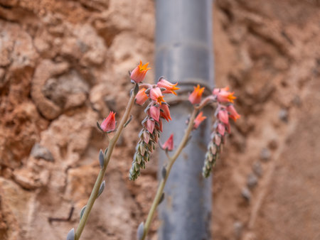 A close-up of a plant with vibrant orange and pink flowers growing against a rocky, earthy background, Valldemossa, Mallorcaの写真素材