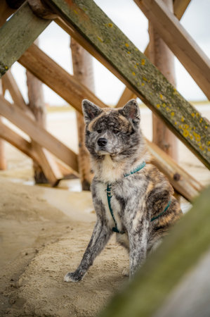A dog with a gray and brown coat sits under a wooden structure on a sandy beach, wearing a green harnessの写真素材