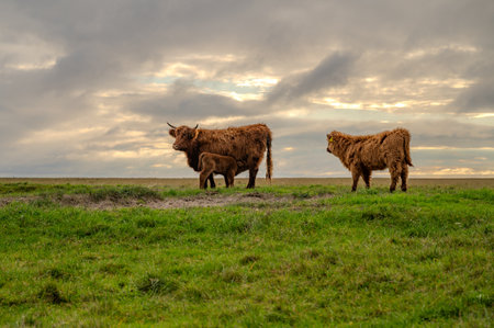 A family of yaks stands in a grassy field under a cloudy sky, with one adult and a calf nearby.の写真素材