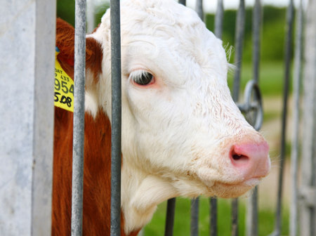 A photography of a calf in the cage