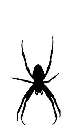 A illustration of a black hanging spiderの写真素材