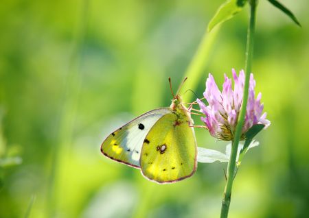 A photography of a nice colorful butterflyの写真素材