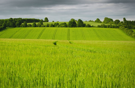 A photography of a green corn fieldの写真素材