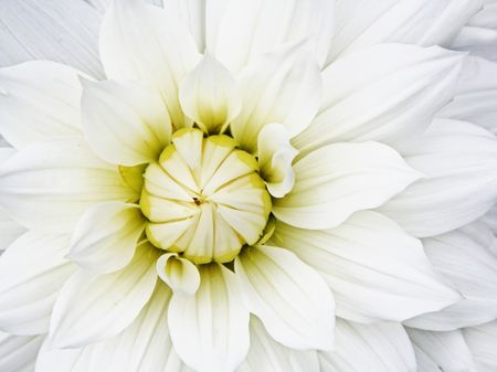 A photography of a white flower backgroundの写真素材
