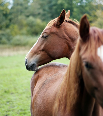 photo of a brown horses standing