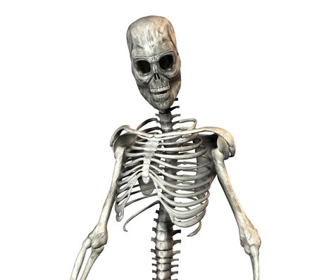 A illustration of a skeleton on a white background