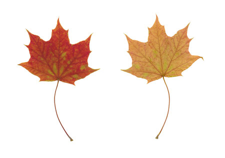 A photography of a red autumn leafの写真素材