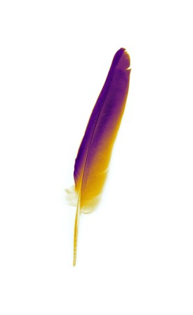 A photography of an isolated color featherの写真素材