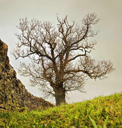 A photography of an old stone wall and treeの写真素材