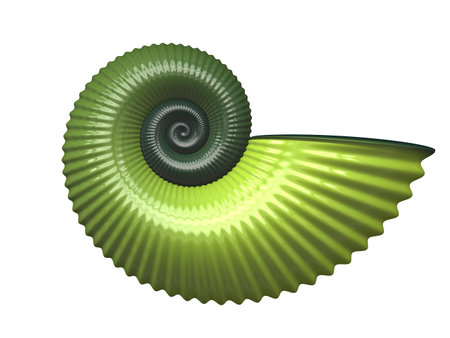 An illustration of a nice sea shellの写真素材