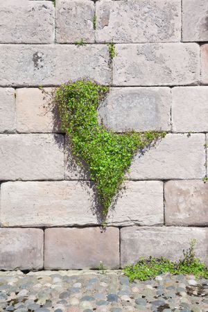 A photography of a heart shaped plantの写真素材