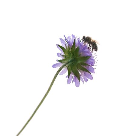 A photography of a single isolated bee on a flowerの写真素材