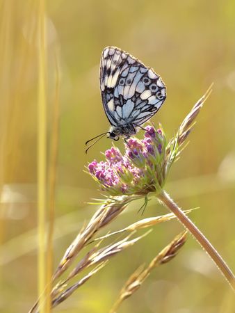 A photography of a beautiful butterfly in natureの写真素材