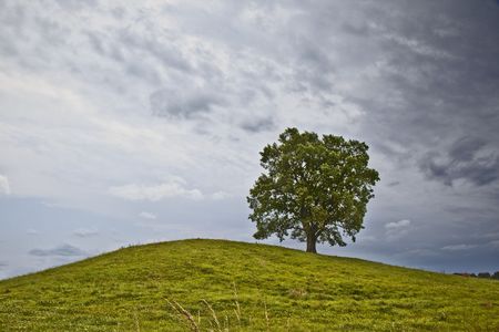 A photography of a lonely tree in Bavariaの写真素材