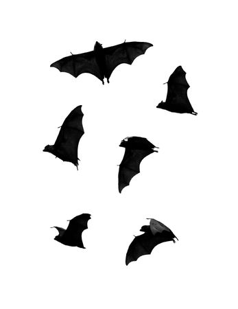 some bats for illustrationsの写真素材